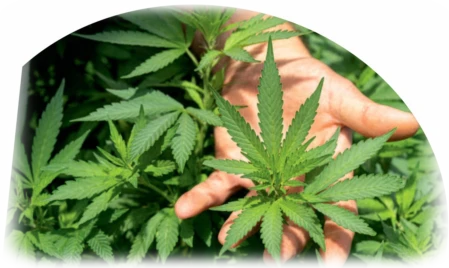 Cannabis Anbau Cannabis Anbau